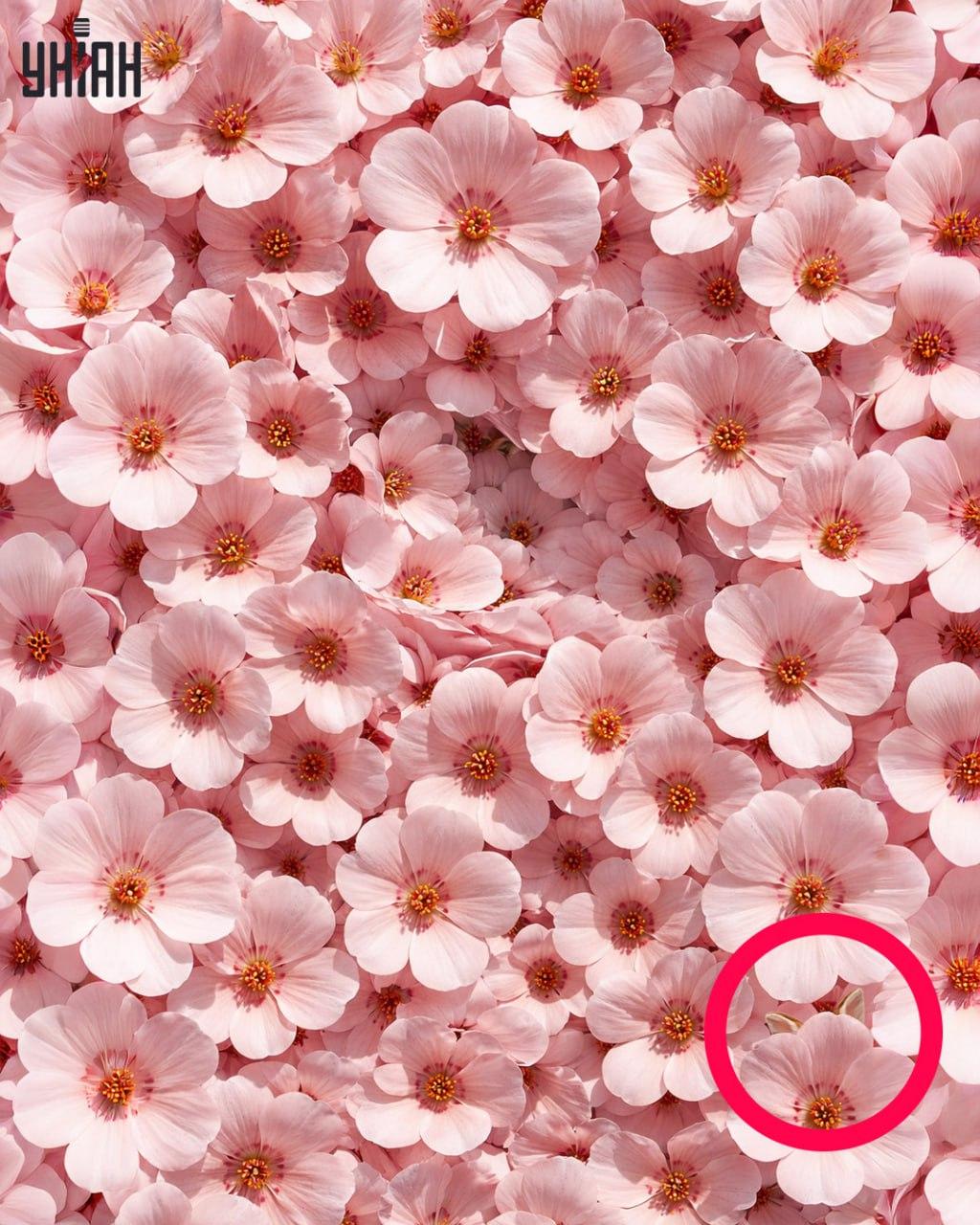 Len 1 % ľudí dokáže nájsť králika za 11 sekúnd: prekvapivo zložitý optický klam