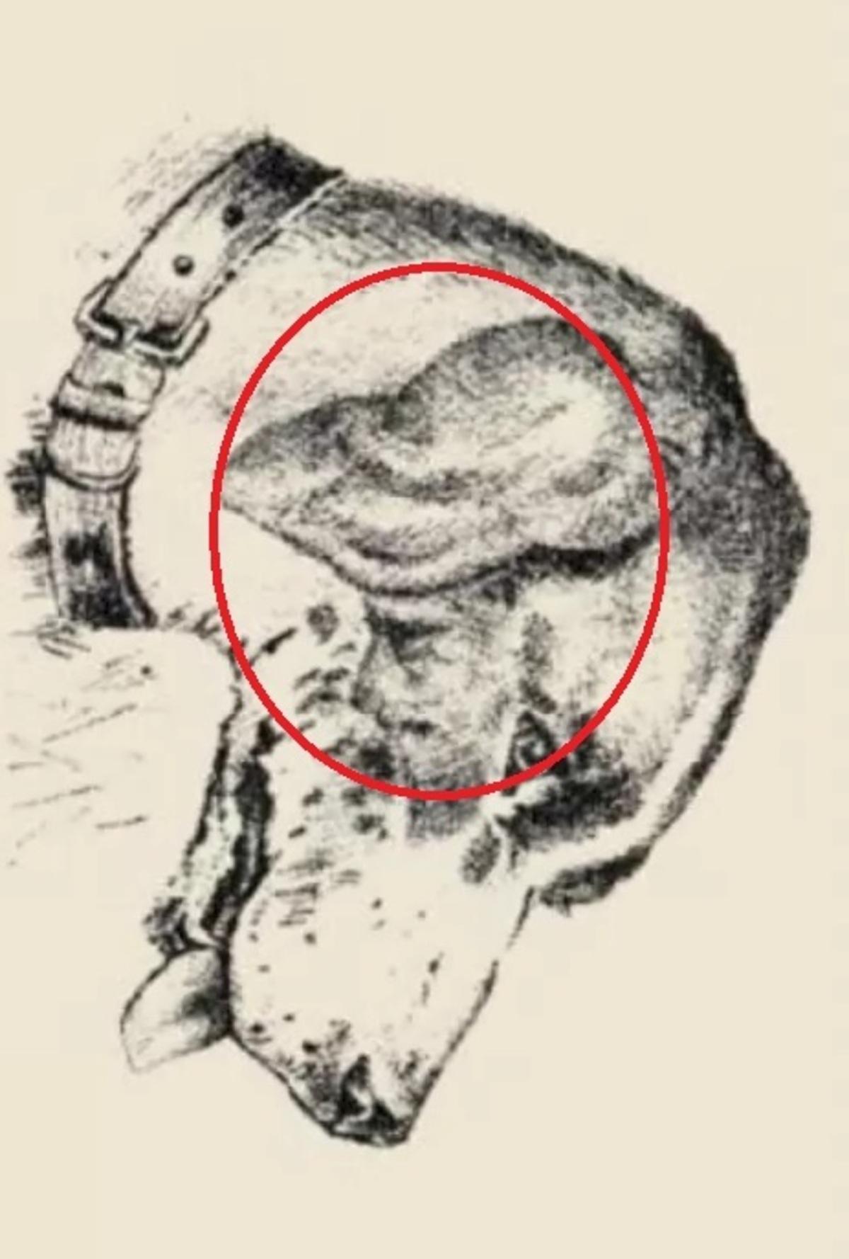 Ľudská tvár bola na psom uchu / nakreslil safalta.com