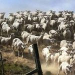 Hádanka pre tých, ktorí majú dobrý zrak: musíte nájsť psa do 3 sekúnd. Hádanka pre tých, ktorí majú dobrý zrak: musíte nájsť psa