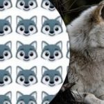 Len málokto môže nájsť vlka: zaujímavá hra s hádankami Len málokto môže nájsť vlka: zaujímavá hra s hádankami