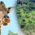 Nájdite všetky zvieratá na obrázku za 10 sekúnd: hádanka, ktorú